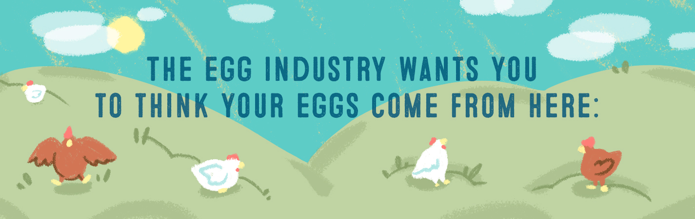 THE EGG INDUSTRY WANTS YOU TO THINK YOUR EGGS COME FROM HERE:
