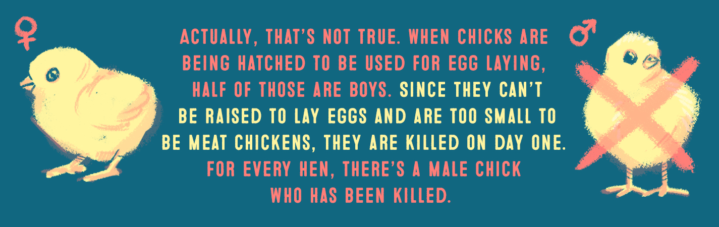 ACUTALLY, THAT'S NOT TRUE. WHEN CHICKS ARE BEING HATCHED TO BE USED FOR EGG LAYING, HALF OF THOSE ARE BOYS. SINCE THEY CAN'T BE RAISED TO LAY EGGS AND ARE TOO SMALL TO BE MEAT CHICKENS, THEY ARE KILLED ON DAY ONE. FOR EVERY HEN, THERE'S A MALE CHICK WHO HAS BEEN KILLED.