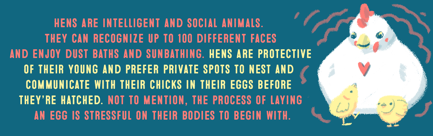 HENS ARE INTELLIGENT AND SOCIAL ANIMALS. THEY CAN RECOGNIZE UP TO 100 DIFFERENT FACES AND ENJOY DUST BATHS AND SUNBATHING. HENS ARE PROTECTIVE OF THEIR YOUNG AND PREFER PRIVATE SPOTS TO NEST AND COMMINCATE WITH THEIR CHICKS IN THEIR EGGS BEFORE THEY'RE HATCHED. NOT TO MENTION, THE PROCESS OF LAYING AN EGG IS STRESSFUL ON THEIR BODIES TO BEGIN WITH.